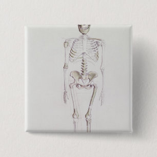 Skelett von Australopithecus africanus Button