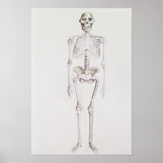 Skelett von Australopithecus africanus Poster (Vorne)