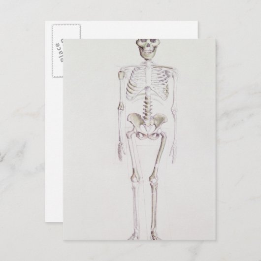 Skelett von Australopithecus africanus Postkarte (Vorne/Hinten)