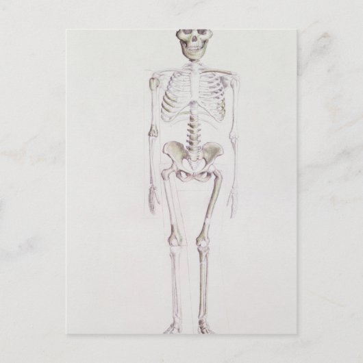 Skelett von Australopithecus africanus Postkarte (Vorderseite)