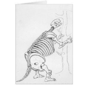 Skelett von einem Mylodon