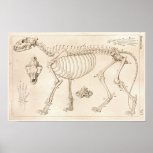 Skelett von Lion Veterinary Anatomy Print Poster