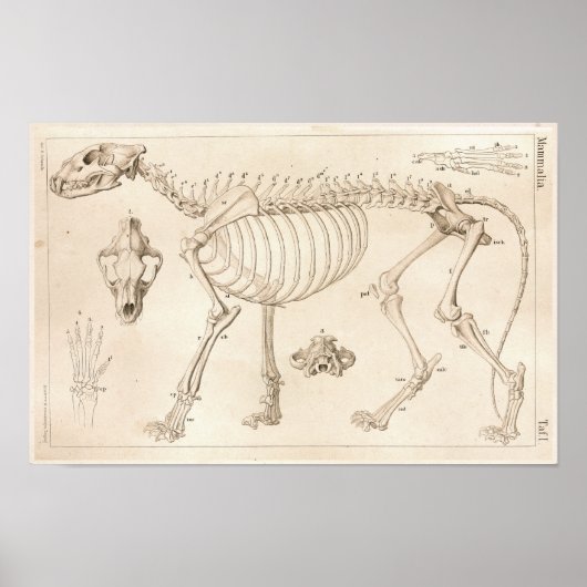 Skelett von Lion Veterinary Anatomy Print Poster (Vorne)