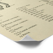 Skelettanatomie Poster (Ecke)