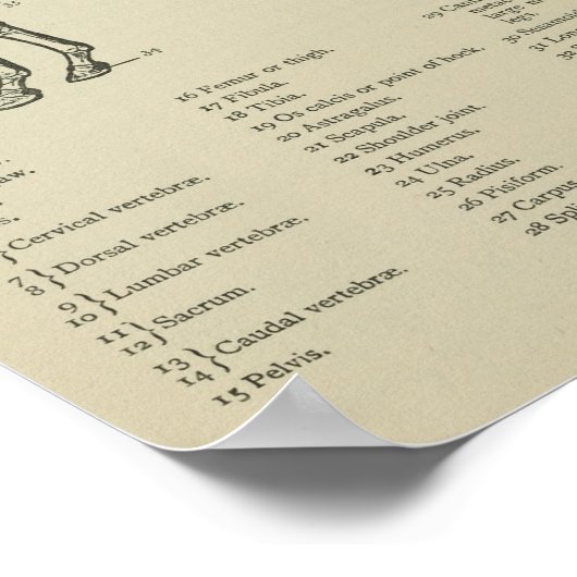 Skelettanatomie Poster (Ecke)