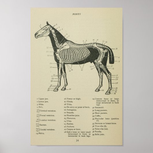 Skelettanatomie Poster (Vorne)