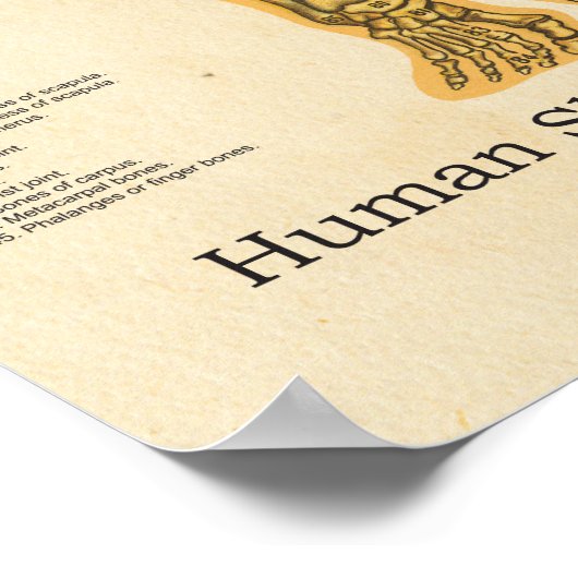 Skelettanatomie Poster (Ecke)