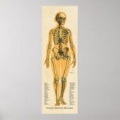 Skelettanatomie Poster (Vorne)
