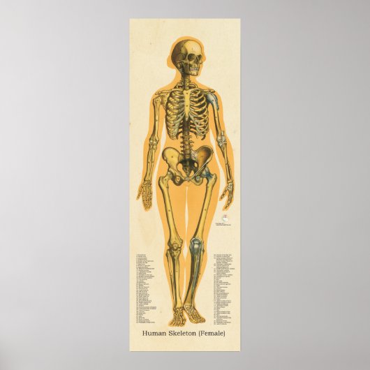 Skelettanatomie Poster (Vorne)
