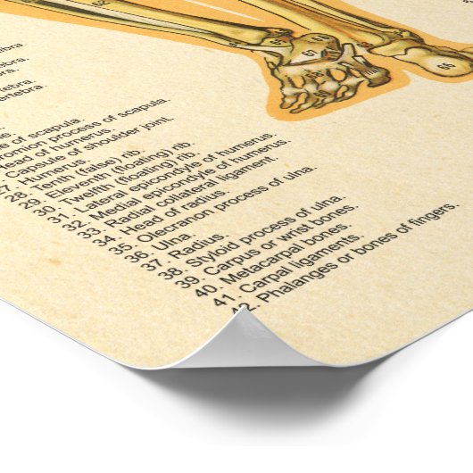 Skelettanatomie Poster (Ecke)