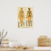 Skelettanatomie Poster (Küche)