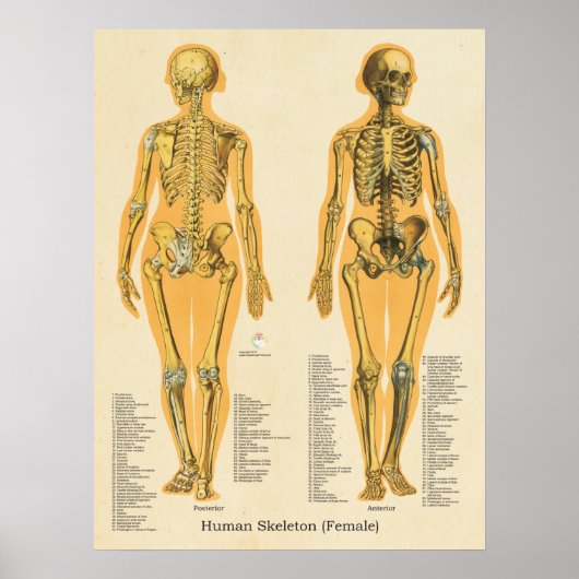 Skelettanatomie Poster (Vorne)