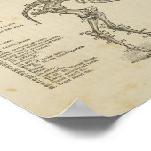 Skelettanatomie Poster (Ecke)