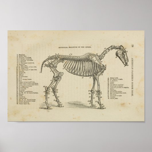 Skelettanatomie Poster (Vorne)