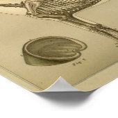 Skelettanatomie Poster (Ecke)