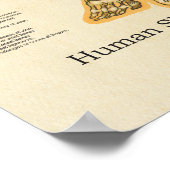 Skelettanatomie Poster (Ecke)