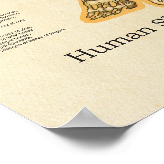 Skelettanatomie Poster (Ecke)