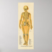 Skelettanatomie Poster (Vorne)