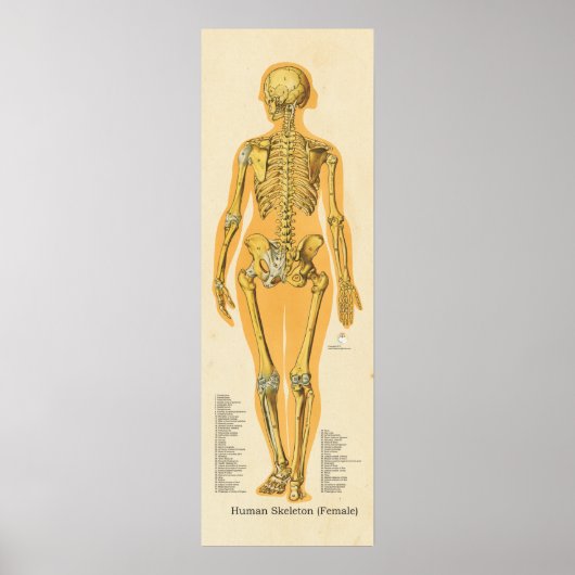 Skelettanatomie Poster (Vorne)