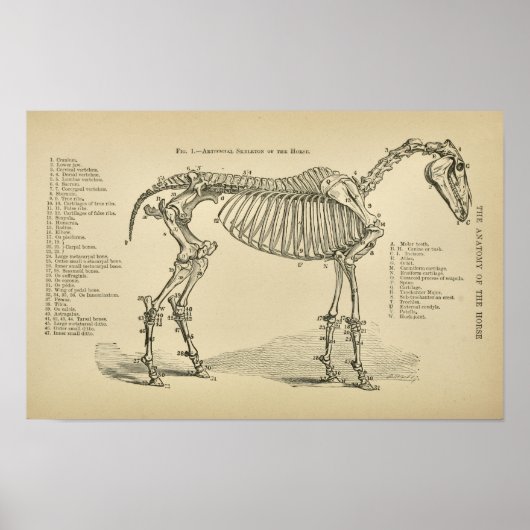 Skelettanatomie Vintager Tierarzt Poster (Vorne)