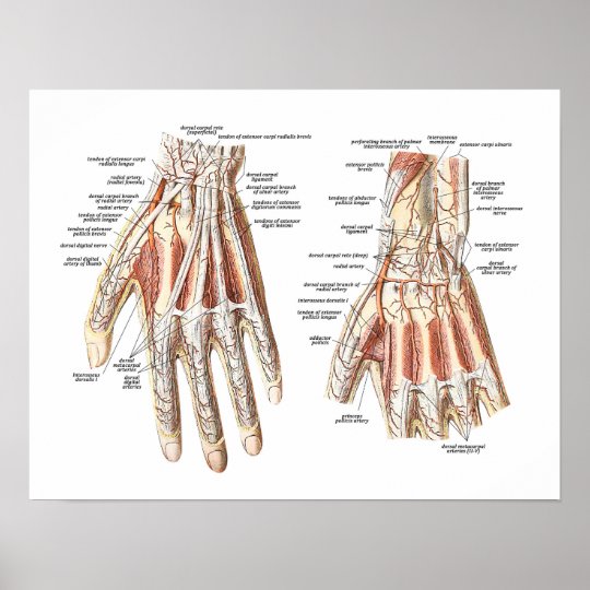 Skelettartige Anatomie Der Hand Poster Zazzle De