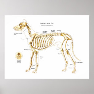 Skelettartige Anatomie des Hundeplakats Poster