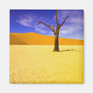 Skelettbäume in Dead Vlei Sossusvlei, Magnet