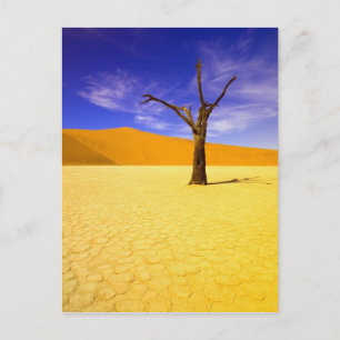 Skelettbäume in Dead Vlei Sossusvlei, Postkarte