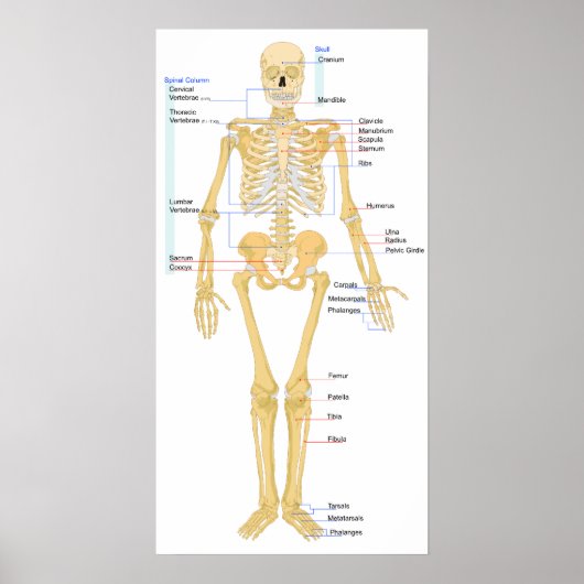 Skelettdiagramm Poster (Vorne)