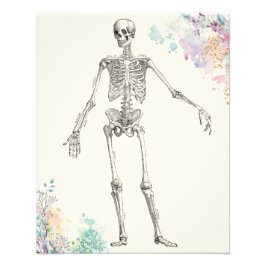 Skelettdiagramm zur Blume der Vintagen Anatomie Fotodruck