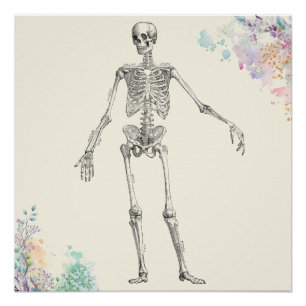 Skelettdiagramm zur Blume der Vintagen Anatomie Poster