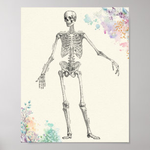 Skelettdiagramm zur Blume der Vintagen Anatomie Poster