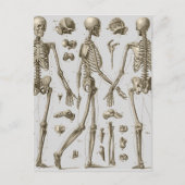 Skelette aus Brockhaus & Efron-Enzyklopädie Postkarte (Vorderseite)