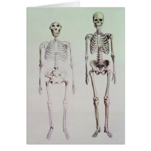 Skelette von Australopithecus Boisei