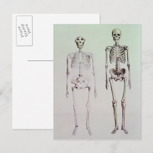 Skelette von Australopithecus Boisei Postkarte (Vorne/Hinten)