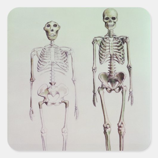 Skelette von Australopithecus Boisei Quadratischer Aufkleber (Vorderseite)