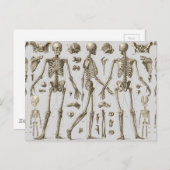 Skelette von der Brockhaus u. Efron Enzyklopädie Postkarte (Vorne/Hinten)