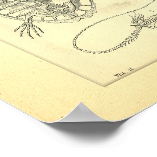 Skelette von Reptiles Snake Turtle Frog Poster (Ecke)