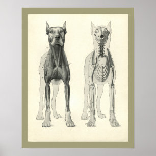 Skelettmuskelanatomie des Hundes Druck Poster
