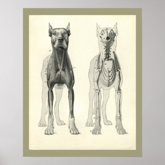 Skelettmuskelanatomie des Hundes Druck Poster (Vorne)