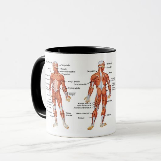 Skelettmuskeldiagramme - Medikamente101 Tasse (Vorderseite Links)