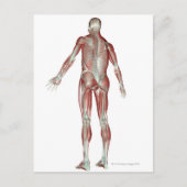 Skelettmuskulatur 5 postkarte (Vorderseite)