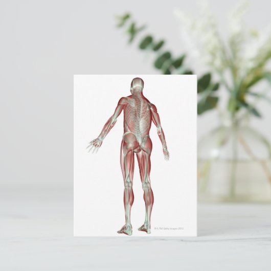 Skelettmuskulatur 5 postkarte (Stehend Vorderseite)