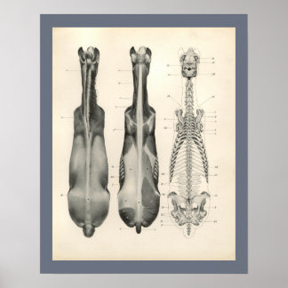 Skelettmuskulatur-Anatomie bei Pferden Druck Poster