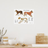 Skelettmuskulatur-Anatomie der Katze Poster (Küche)