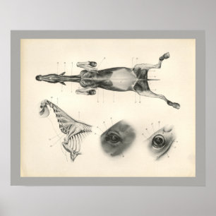 Skelettmuskulatur des Pferdes Anatomie Druck Poster