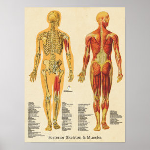 Skelettmuskulatur Skelettanatomie Diagramm im hint Poster