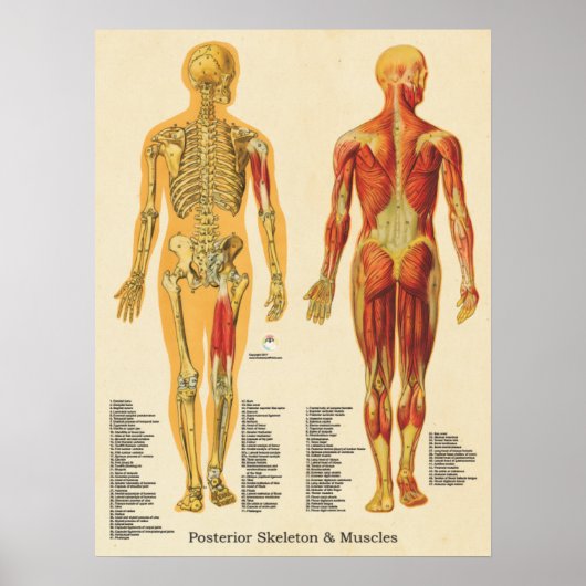 Skelettmuskulatur Skelettanatomie Diagramm im hint Poster (Vorne)