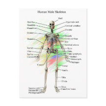 Skeletton