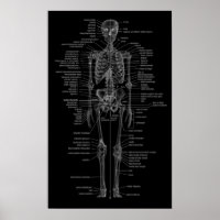 Skelettplakatart